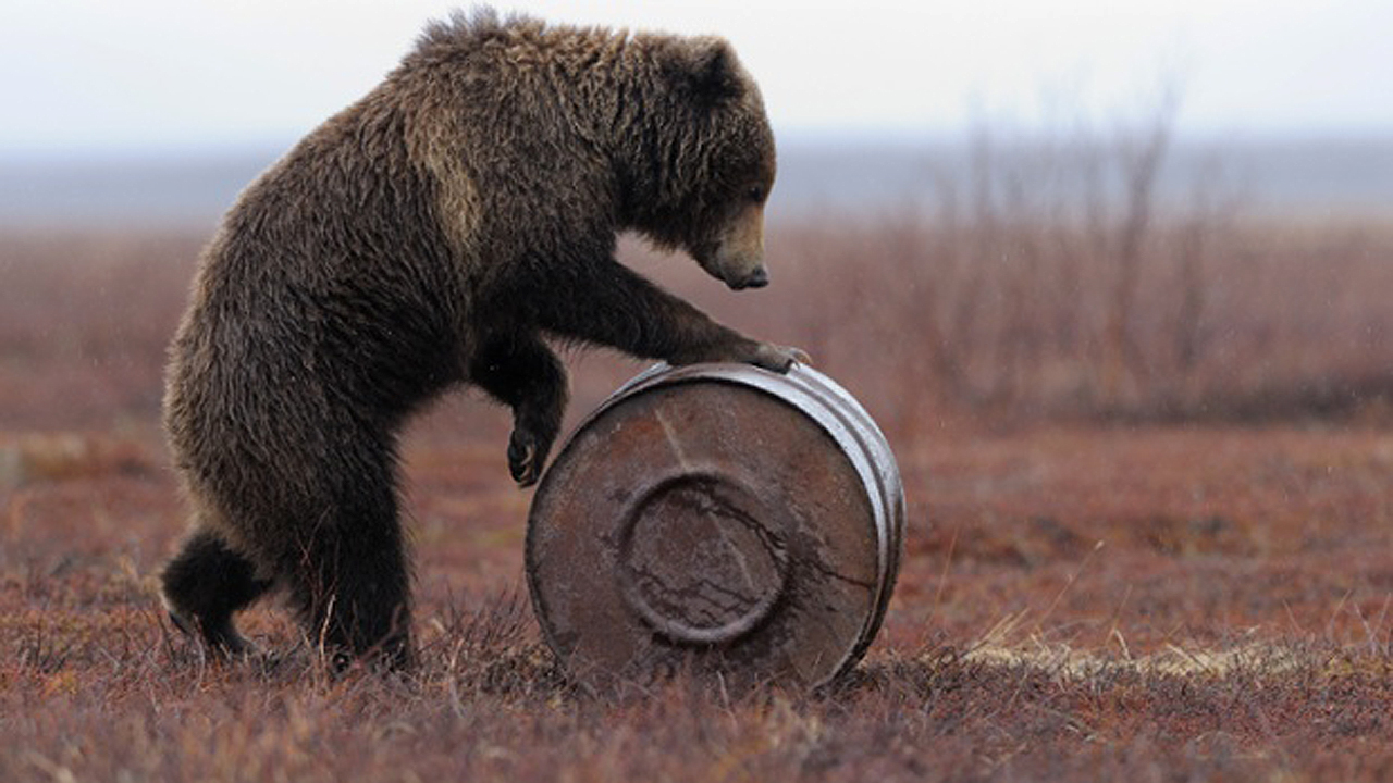 Russian Bears Are Stealing Jet Fuel to Get High, True Story! – ANIMAL