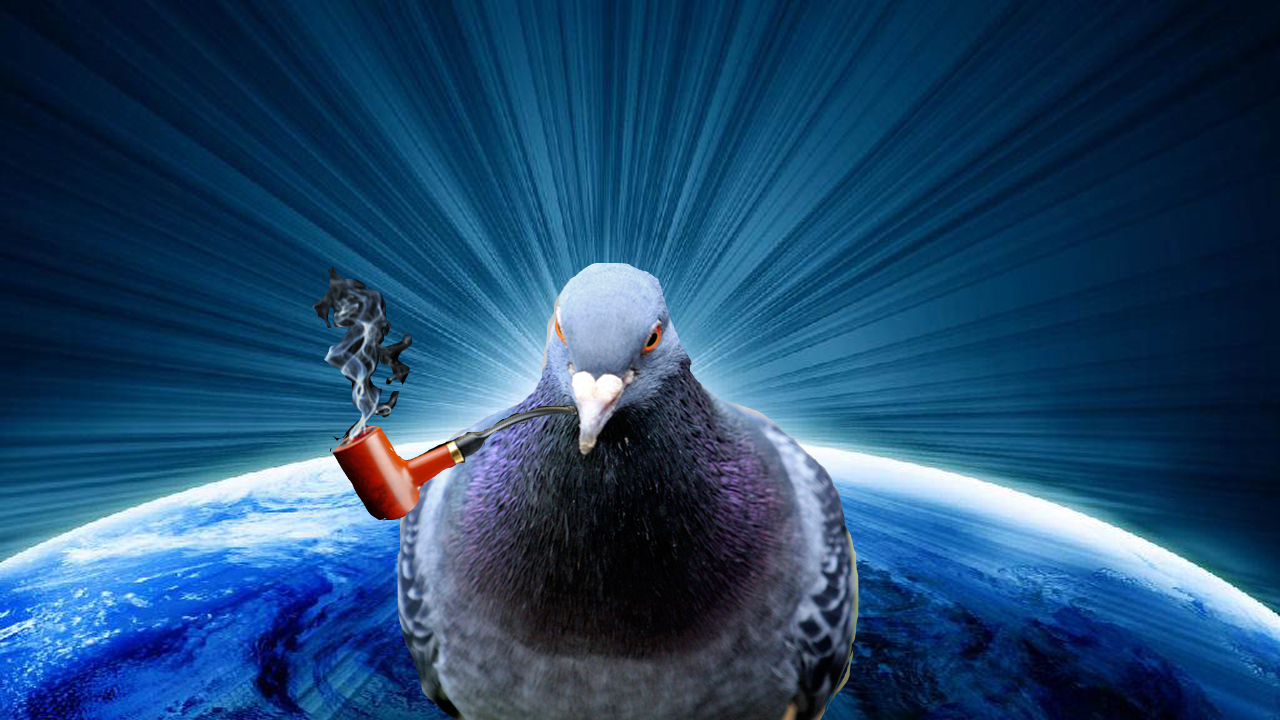 study-suggests-pigeons-are-evil-geniuses-animal