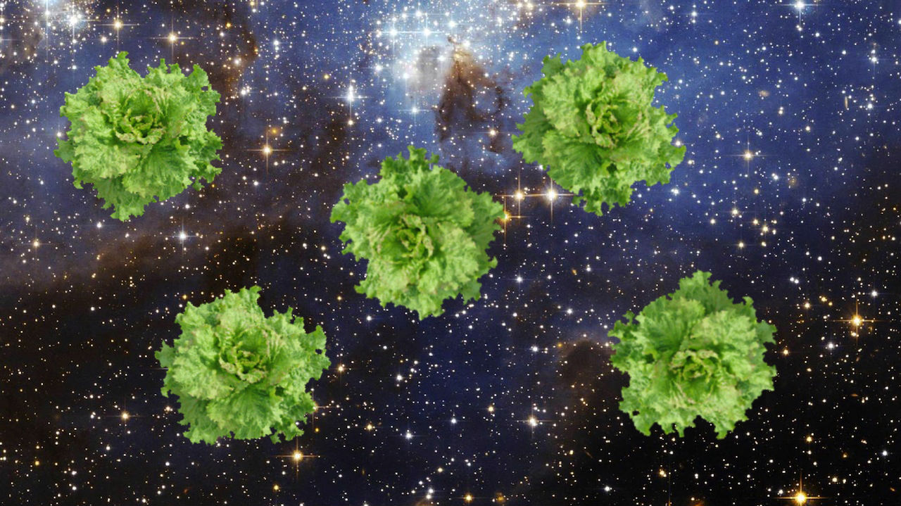NASA Grows Lettuce in Space – ANIMAL
